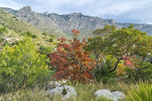 USA, Texas, Guadalupe Mountains National Park. Landscape of Devils Hall Trail