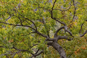 Images Dated 3rd November 2014: USA, Texas, Guadalupe Mountains National Park