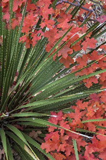 Images Dated 3rd November 2014: USA, Texas, Guadalupe Mountains National Park. Bigtooth maple leaves and sotol. Credit as