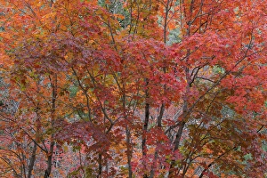 USA, Texas, Guadalupe Mountains National Park. Scenic of bigtooth maple trees. Credit as