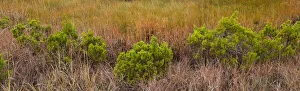 Images Dated 4th November 2014: USA, Texas, Guadalupe Mountains National Park. Panoramic of bushes and grasses. Credit as