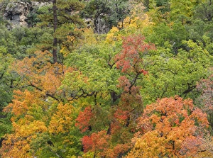 Images Dated 5th November 2014: USA, Texas, Guadalupe Mountains National Park. Scenic of McKittrick Canyon. Credit as