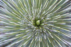 Images Dated 4th November 2014: USA, Texas, Guadalupe Mountains National Park. Abstract close-up of soaptree yucca plant