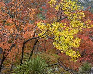 Images Dated 3rd November 2014: USA, Texas, Guadalupe Mountains National Park. Bigtooth maple trees in fall color