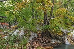 Images Dated 4th November 2014: USA, Texas, Guadalupe Mountains National Park. Scenic of Smith Spring. Credit as