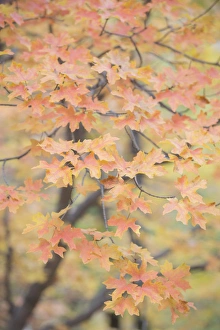Images Dated 5th November 2014: USA, Texas, Guadalupe Mountains National Park. Close-up of bigtooth maple foliage