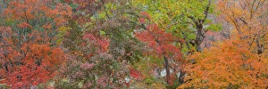Images Dated 3rd November 2014: USA, Texas, Guadalupe Mountains National Park. Panoramic of bigtooth maple trees
