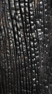 Images Dated 3rd November 2014: USA, Texas, Guadalupe Mountains National Park. Close-up of burnt tree trunk. Credit as