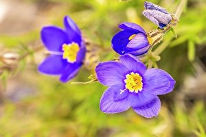 Images Dated 22nd June 2024: USA, Texas, Guadalupe Mountains National Park. Blooming blue gilia flowers