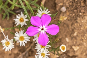 Images Dated 22nd June 2024: USA, Texas, Guadalupe Mountains National Park. Blooming phlox and heath aster flowers