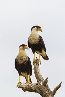 Images Dated 8th May 2013: USA, Texas, Hidalgo County. Adult crested caracara pair on tree stump. Credit as