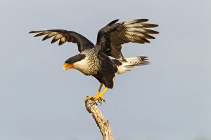Hidalgo County Prints: USA, Texas, Hidalgo County. Adult crested caracara on tree stump