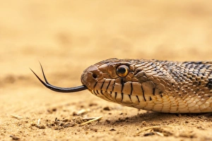 Images Dated 2nd May 2016: USA, Texas, Hidalgo County. Bull snake head with flicking tongue
