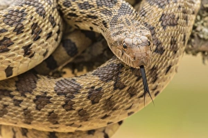USA, Texas, Hidalgo County. Bull snake in tree