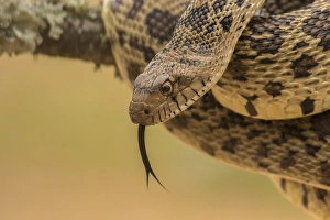 Hidalgo County Prints: USA, Texas, Hidalgo County. Bull snake in tree