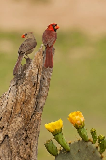 Hidalgo County Prints: USA, Texas, Hidalgo County. Cardinal pair on stump next to prickly pear blossoms