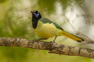 Hidalgo County Prints: USA, Texas, Hidalgo County. Close-up of green jay on limb