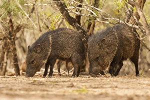 Hidalgo County Prints: USA, Texas, Hidalgo County. Close-up of javelinas or collared peccaries. Credit as