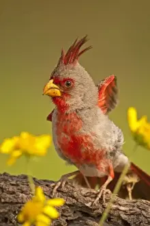 Images Dated 9th May 2008: USA, Texas, Hidalgo County. Close-up of male pyrrhuloxia bird