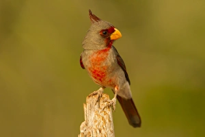 Hidalgo County Prints: USA, Texas, Hidalgo County. Close-up of male pyrrhuloxia on stump