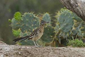 Roadrunner Prints: USA, Texas, Hidalgo County. Close-up of roadrunner bird next to cacti. Credit as