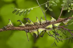 Deception Prints: USA, Texas, Hidalgo County. Close-up of thorn treehoppers bunched on a limb