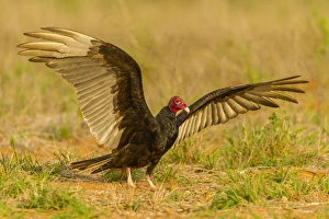 Wingspread Prints: USA, Texas, Hidalgo County. Close-up of turkey vulture on ground