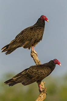 USA, Texas, Hidalgo County. Close-up of turkey vulture pair on stump