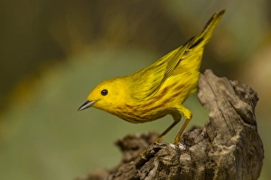 Hidalgo County Prints: USA, Texas, Hidalgo County. Close-up of yellow warbler on log
