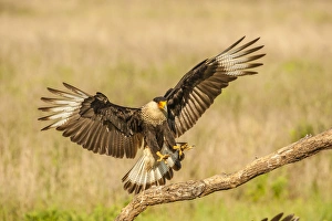 USA, Texas, Hidalgo County. Crested caracara landing on limb