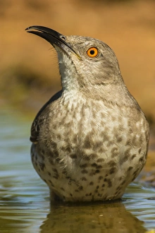USA, Texas, Hidalgo County. Curve-billed thrasher bathing