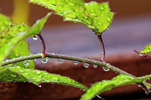 Hidalgo County Prints: USA, Texas, Hidalgo County. Dew on leaves and stems