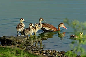 Images Dated 9th September 2024: USA, Texas, Hidalgo County. Edinburg Scenic Wetlands and World Birding Center