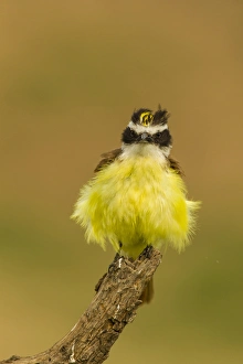 Hidalgo County Prints: USA, Texas, Hidalgo County. Frontal view of fluffy kiskadee on stump