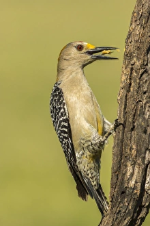USA, Texas, Hidalgo County. Golden-fronted eating
