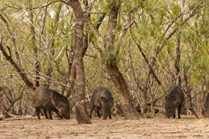 Hidalgo County Prints: USA, Texas, Hidalgo County. Three javelinas or collared peccaries amid trees. Credit as