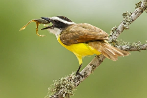 Hidalgo County Prints: USA, Texas, Hidalgo County. Kiskadee eating frog