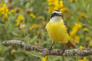 Hidalgo County Prints: USA, Texas, Hidalgo County. Kiskadee on limb