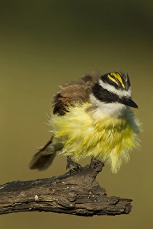 USA, Texas, Hidalgo County. Kiskadee with ruffled feathers