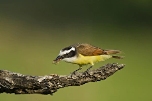 USA, Texas, Hidalgo County, Laguna Seca Ranch. Great kiskadee bird feeds on water bug