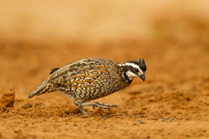 Scratching Prints: USA, Texas, Hidalgo County. Male bobwhite scratching in dirt