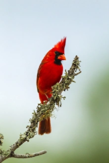 USA, Texas, Hidalgo County. Male cardinal on limb