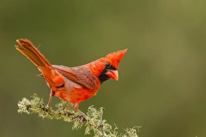 Texas Prints: USA, Texas, Hidalgo County. Male cardinal on limb