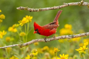 USA, Texas, Hidalgo County. Male cardinal on limb