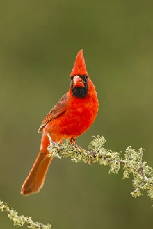 Images Dated 2nd May 2016: USA, Texas, Hidalgo County. Male cardinal on limb