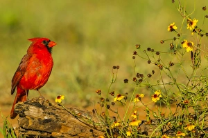 Texas Prints: USA, Texas, Hidalgo County. Male cardinal on log