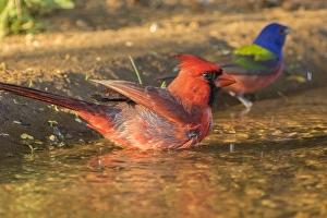 USA, Texas, Hidalgo County. Male cardinal and painted bunting
