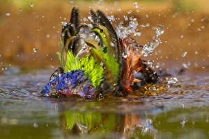 Hidalgo County Prints: USA, Texas, Hidalgo County. Male painted bunting bathing