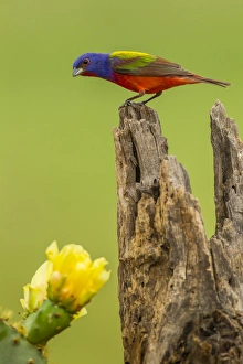 Images Dated 9th May 2013: USA, Texas, Hidalgo County. Male painted bunting on stump next to prickly pear blossoms