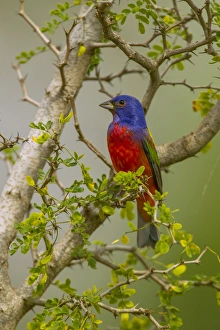 USA, Texas, Hidalgo County. Male painted bunting in thorny tree
